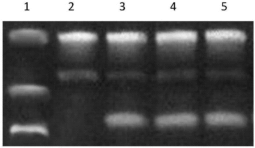 High salt tolerant sensor based on functional nucleic acid of zinc and application thereof