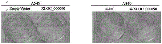 Identification and application of lncRNA (long non-coding RNA) XLOC_000090 in lung cancer