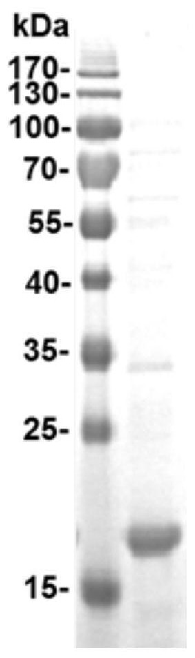 A kind of recombinant protein and its preparation method and application