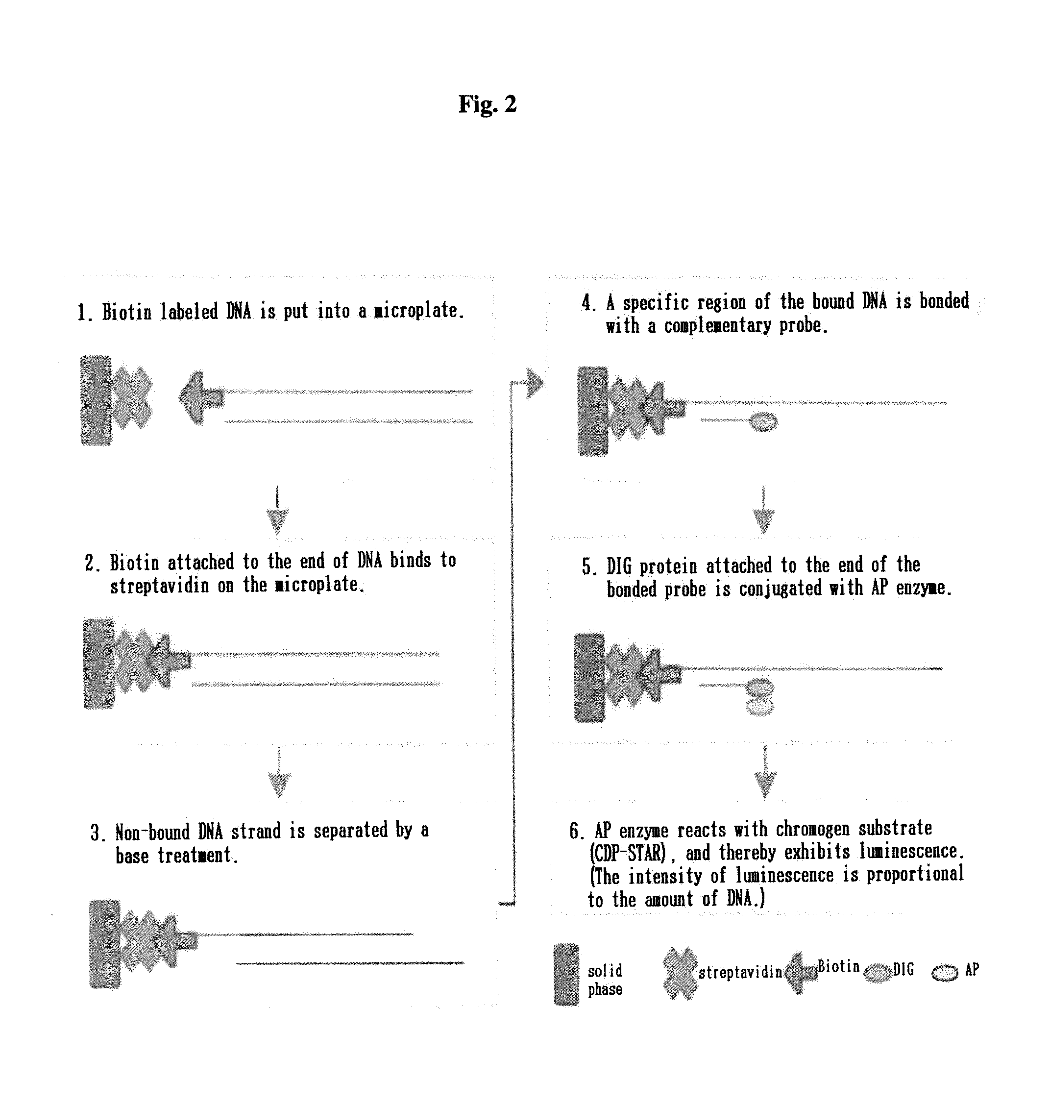 Primers and probes for detection of high risk group geno-type human papillomavirus DNA, a qualitative assay method of the same DNA using them and a qualitative assay kit of the same DNA