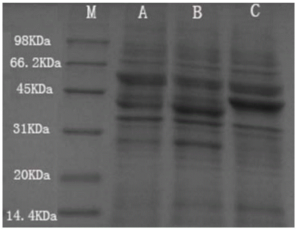 Synthesis method of saxagliptin chiral intermediate