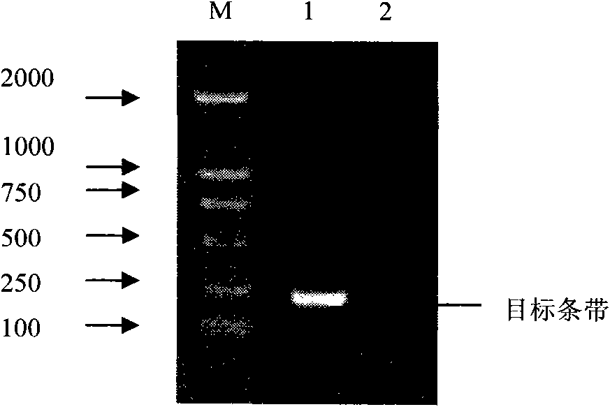 Preparation method of swine fever virus nucleic acid standard substance