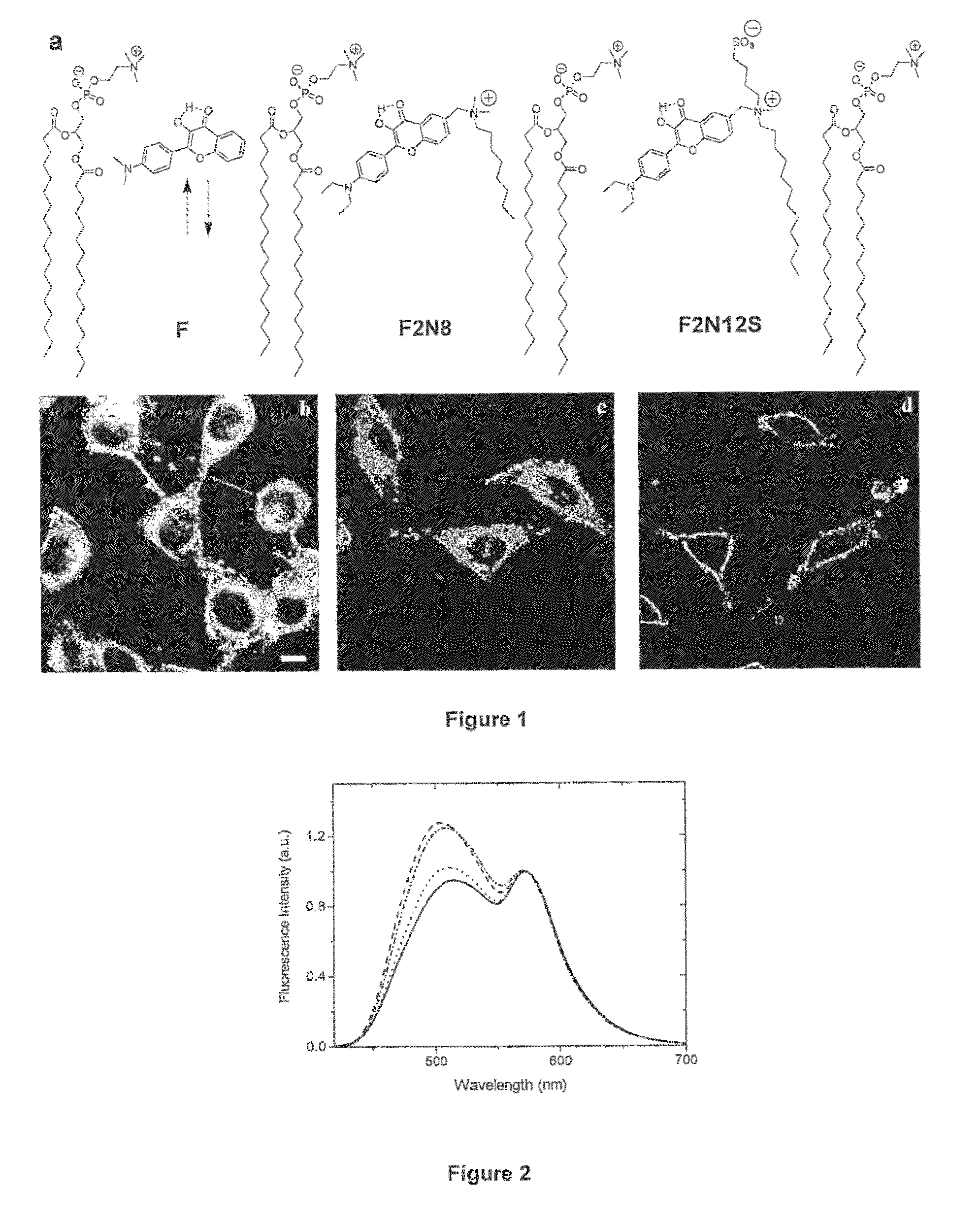 Compounds and kits for the detection and the quantification of cell apoptosis