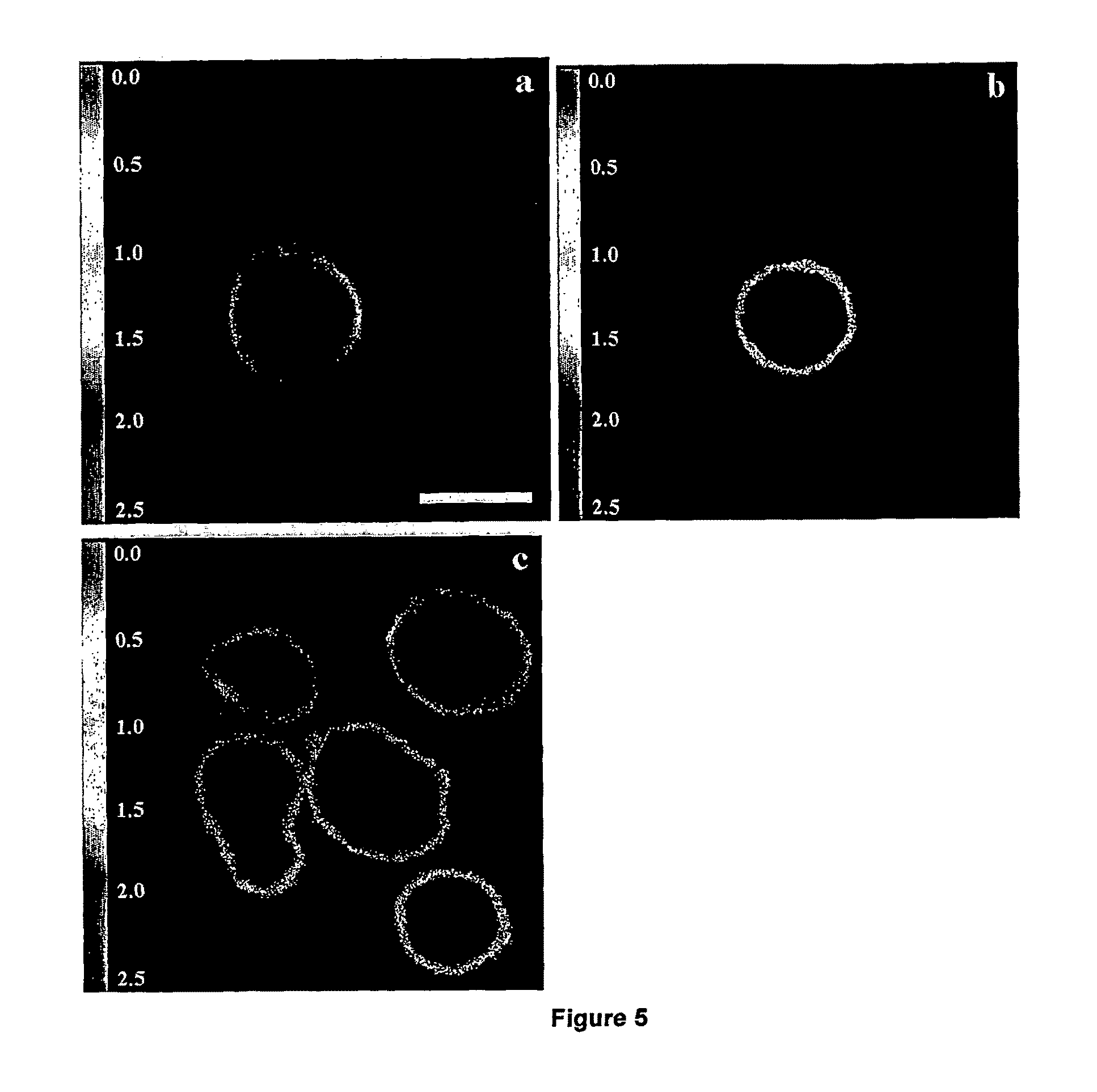 Compounds and kits for the detection and the quantification of cell apoptosis