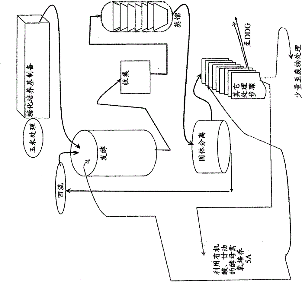 Use of ethanol plant by-products for yeast propagation