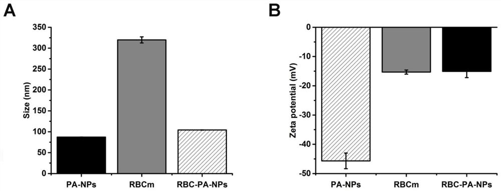 Novel kidney-targeted nano drug delivery system with biomimetic modification of erythrocyte membrane as well as preparation method and application of novel kidney-targeted nano drug delivery system