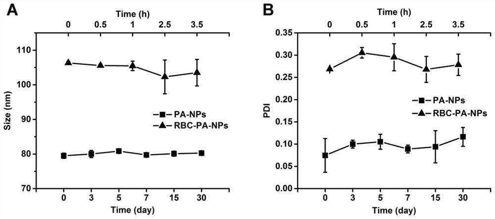 Novel kidney-targeted nano drug delivery system with biomimetic modification of erythrocyte membrane as well as preparation method and application of novel kidney-targeted nano drug delivery system