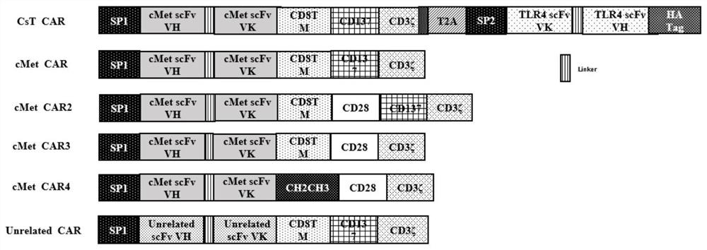 A chimeric antigen receptor modified T cell that can autocrine tlr4 scFv and targets cMet and its application