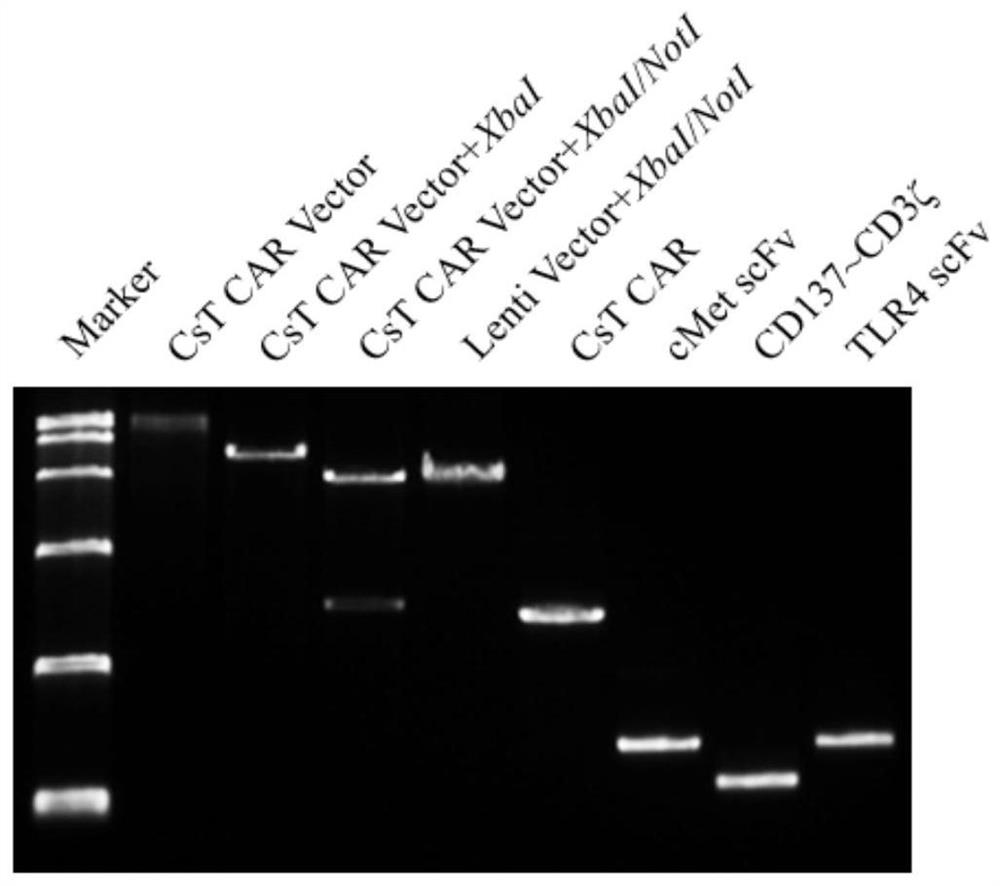 A chimeric antigen receptor modified T cell that can autocrine tlr4 scFv and targets cMet and its application