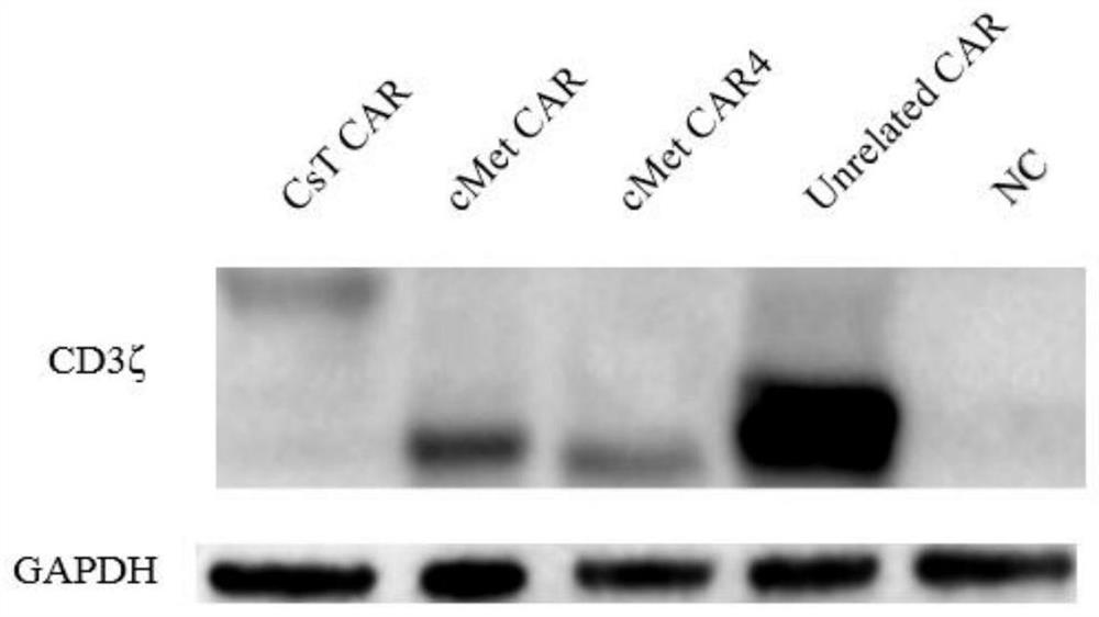 A chimeric antigen receptor modified T cell that can autocrine tlr4 scFv and targets cMet and its application