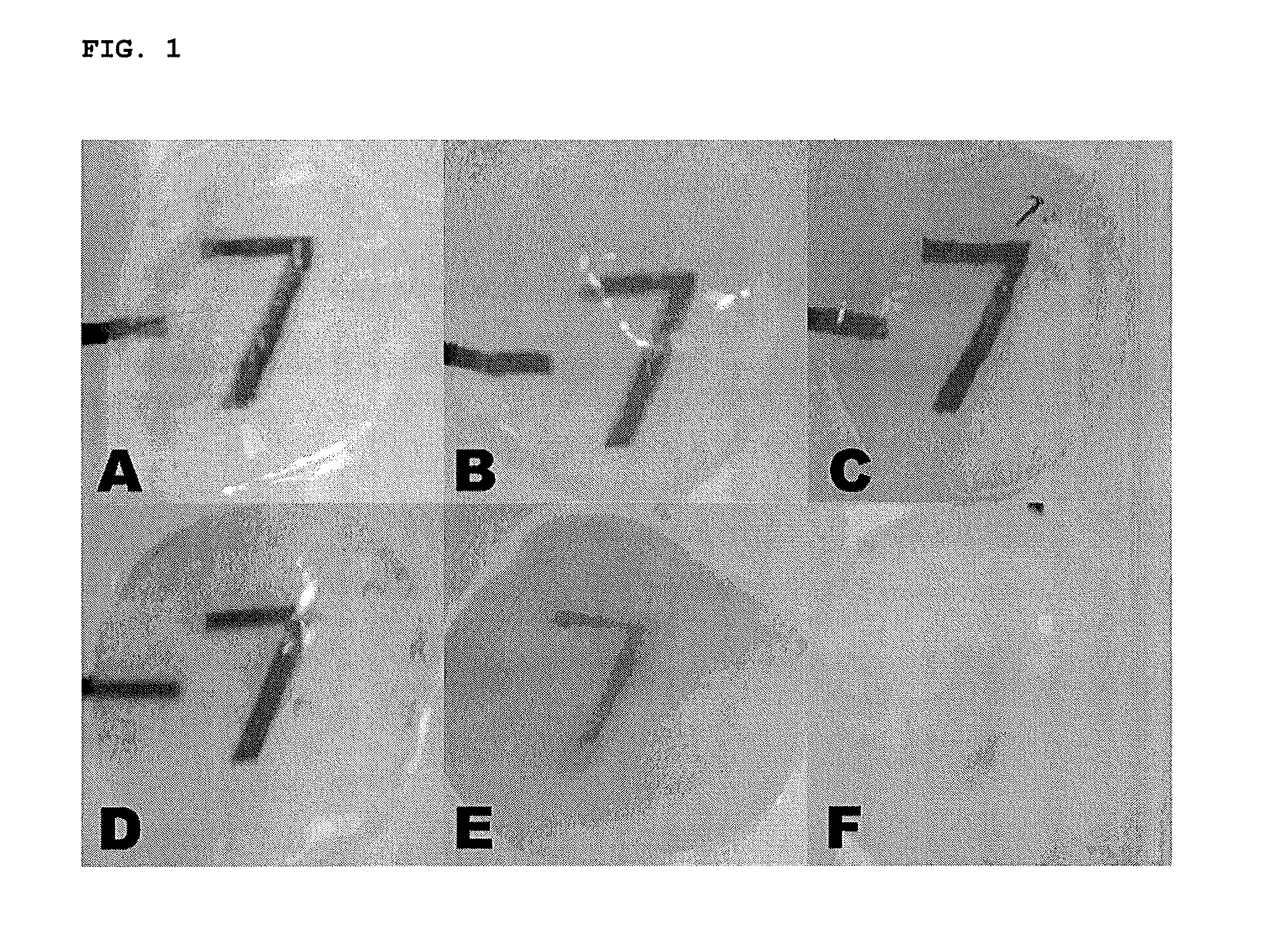 Method of decellularizing porcine cornea