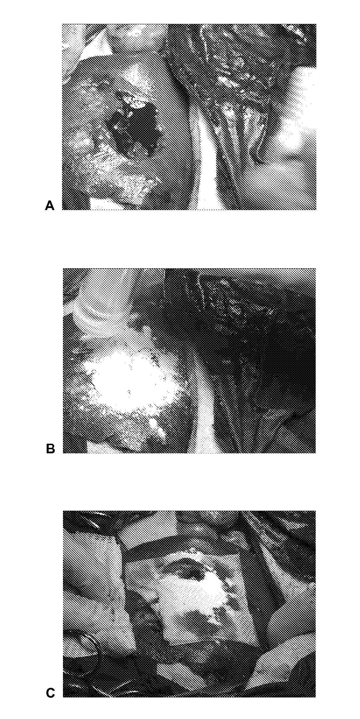 Dry Powder Fibrin Sealant