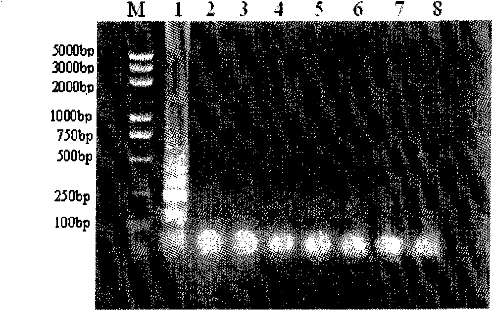 Primer group and detection system for detecting poliovirus by loop-mediated isothermal amplification technique