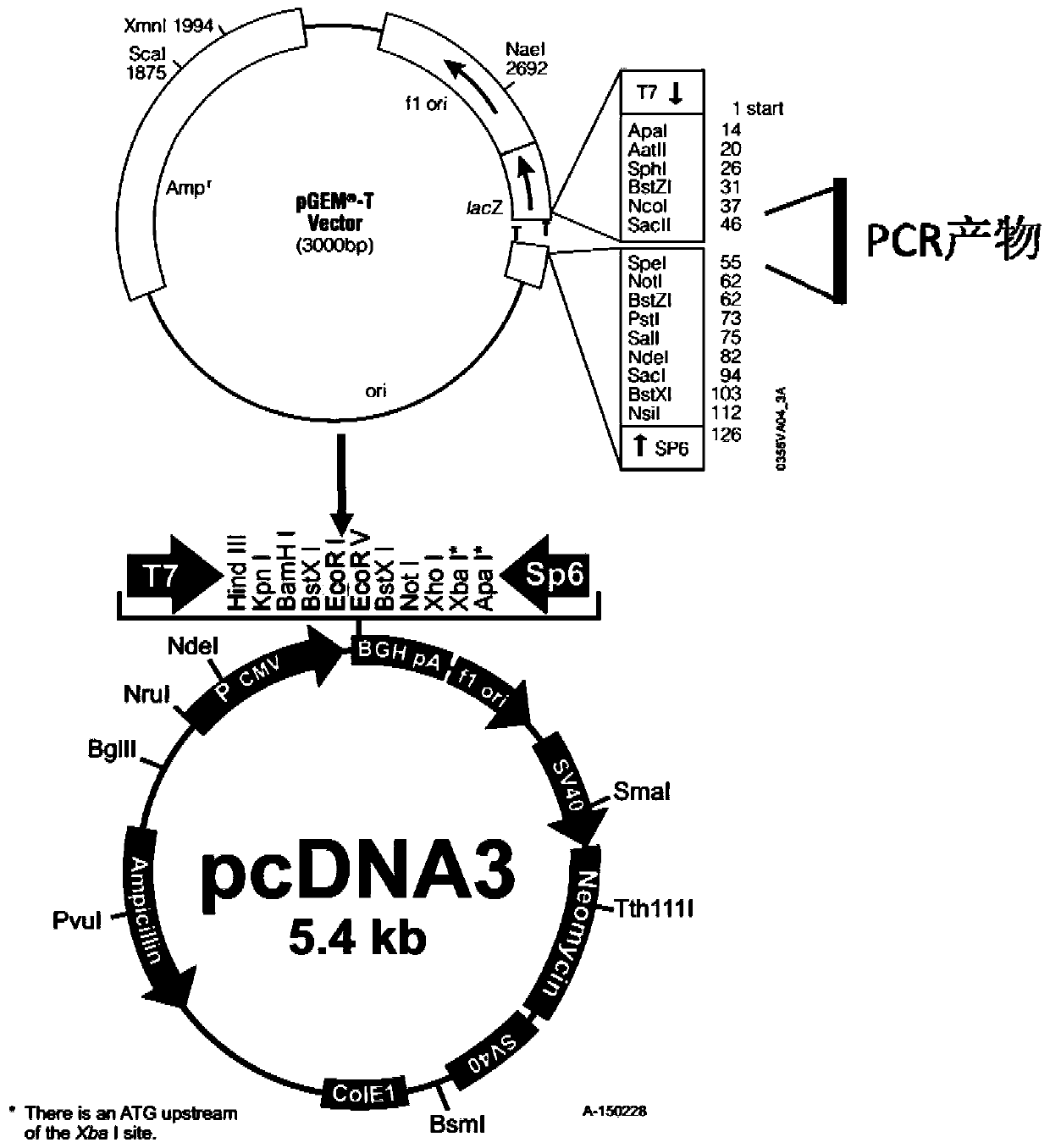 Use of nucleic acid in improving cell megakaryotic differentiation efficiency