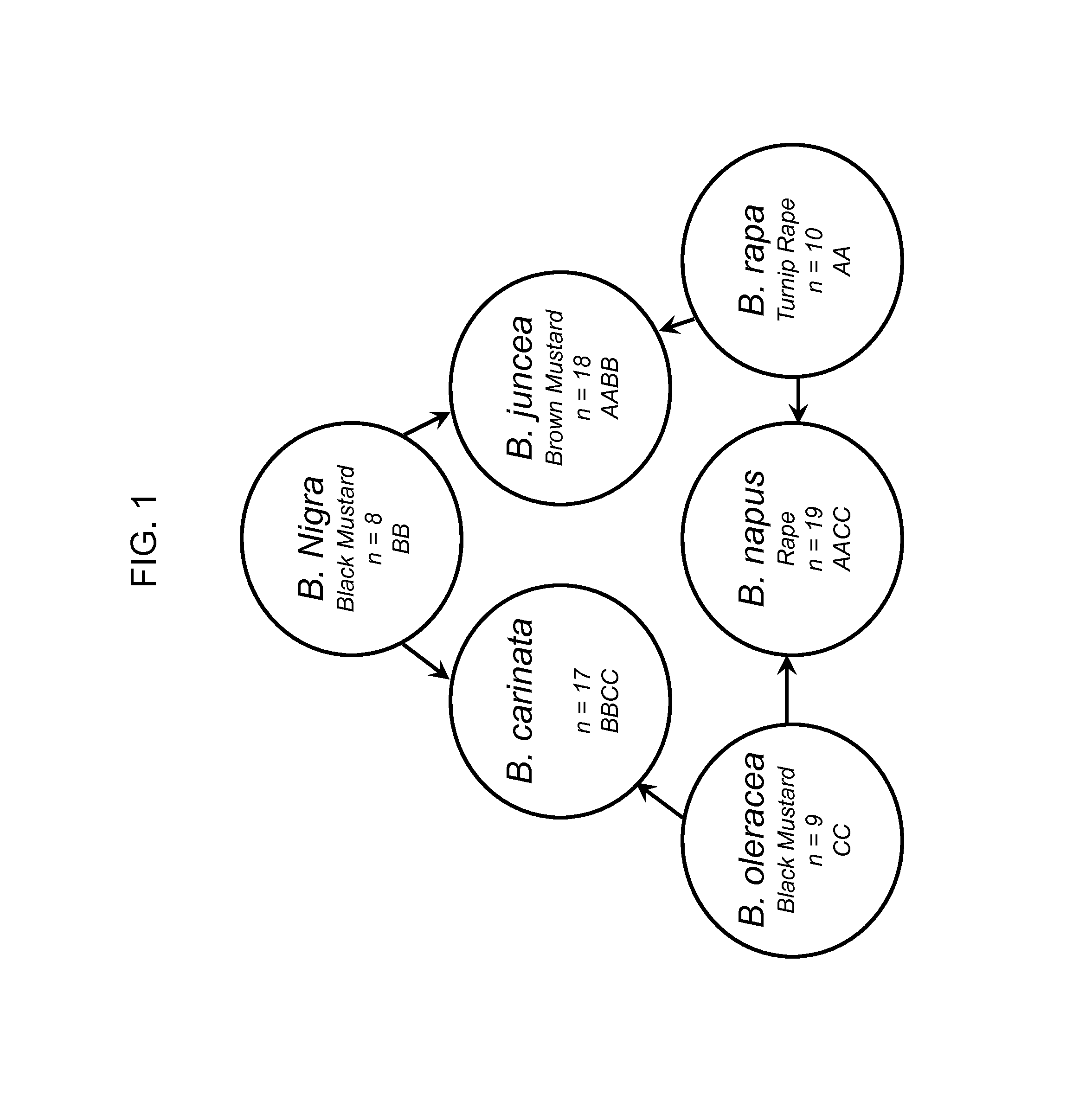 Brassica genomic assays