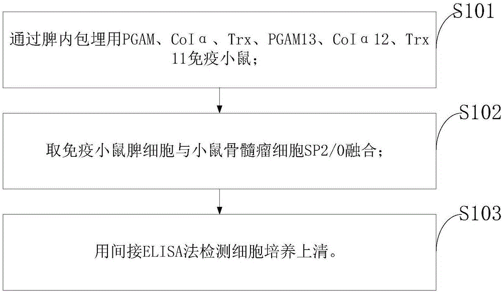 Monoclonal antibody and preparation method thereof