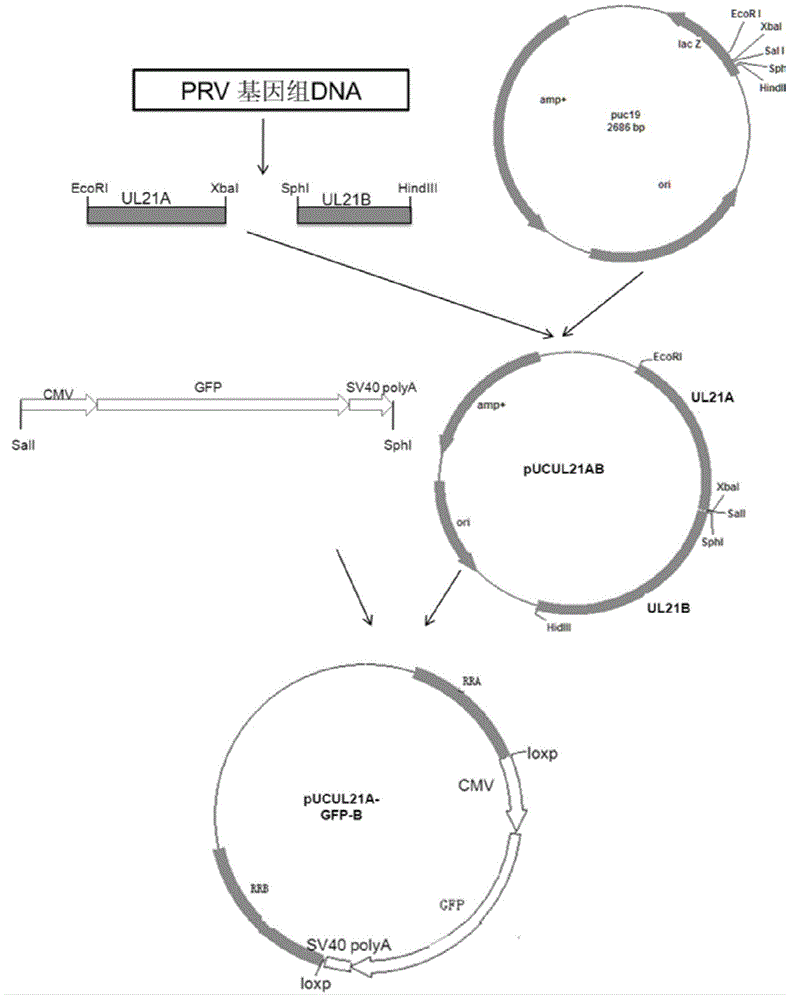 Porcine pseudorabies virus gene deletion strain and vaccine composition and preparation method and application thereof