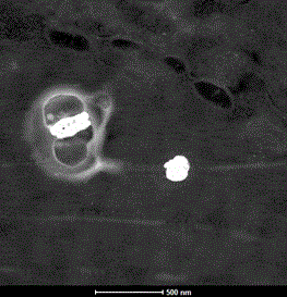 Method for searching blind ore deposit by utilizing nanometer particles in organism