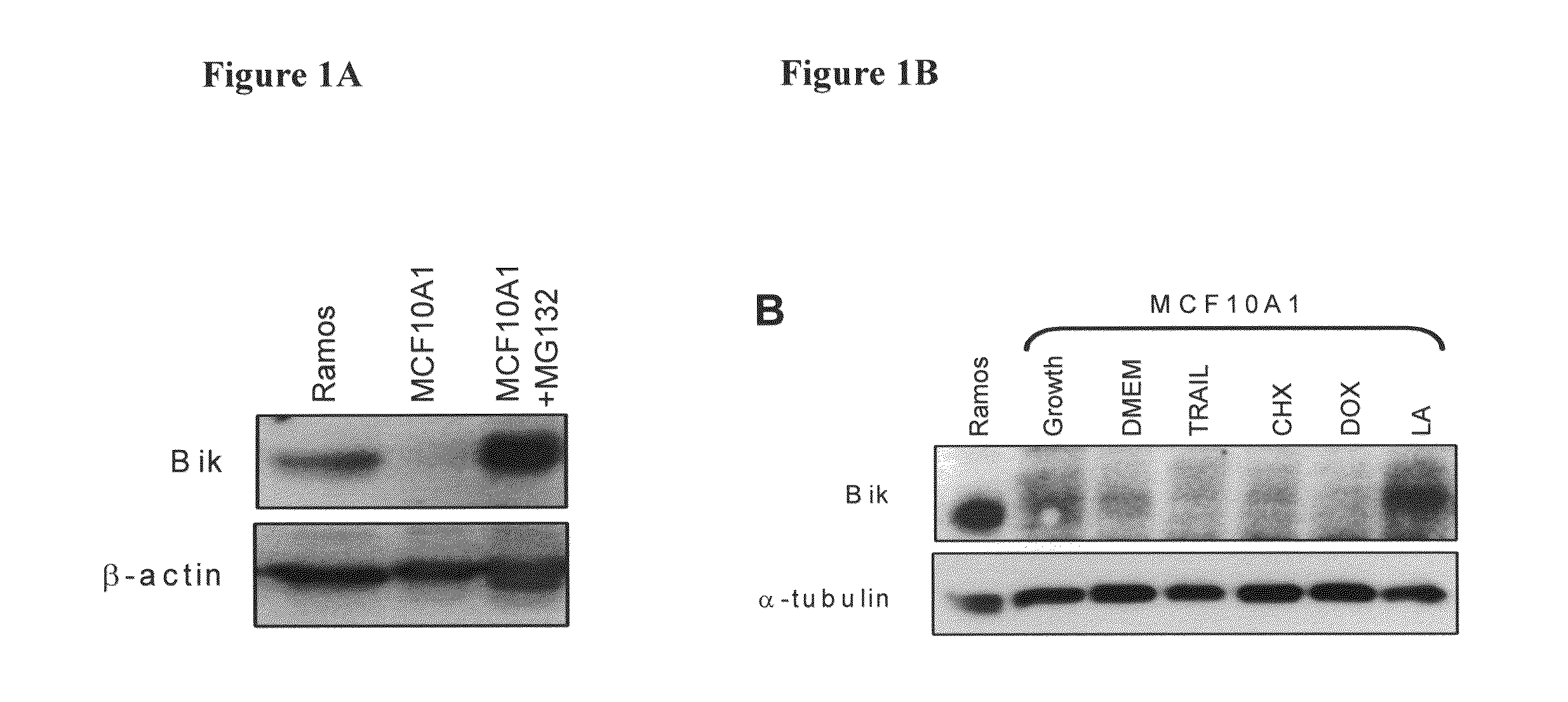 Apoptotic pathway targeting for the diagnosis and treatment of cancer