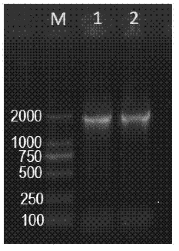 Promoter and applications thereof