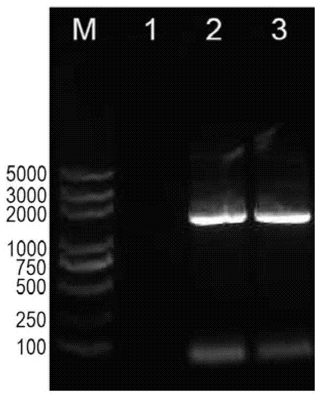 Promoter and applications thereof