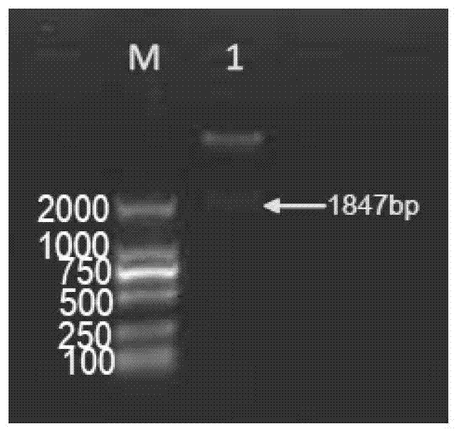 Promoter and applications thereof