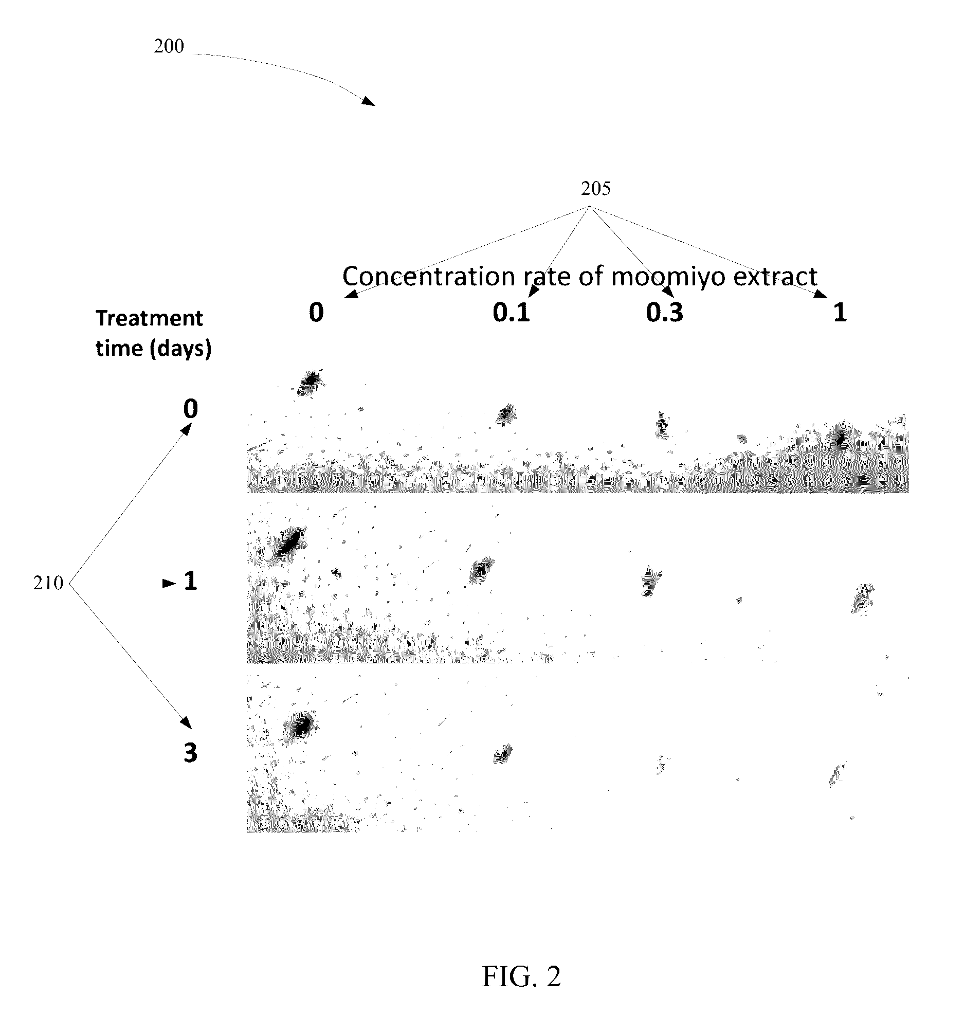 Method and system for extracting and using moomiyo compositions