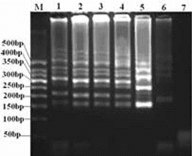 PRRS rt-lamp detection method and detection kit