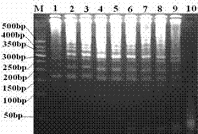 PRRS rt-lamp detection method and detection kit