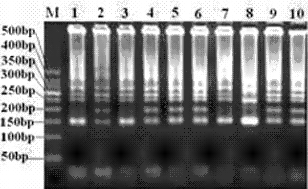 PRRS rt-lamp detection method and detection kit