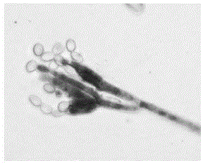 Penicillium oxalicum for reducing hexavalent chromium and screening method thereof