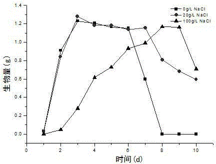 Penicillium oxalicum for reducing hexavalent chromium and screening method thereof