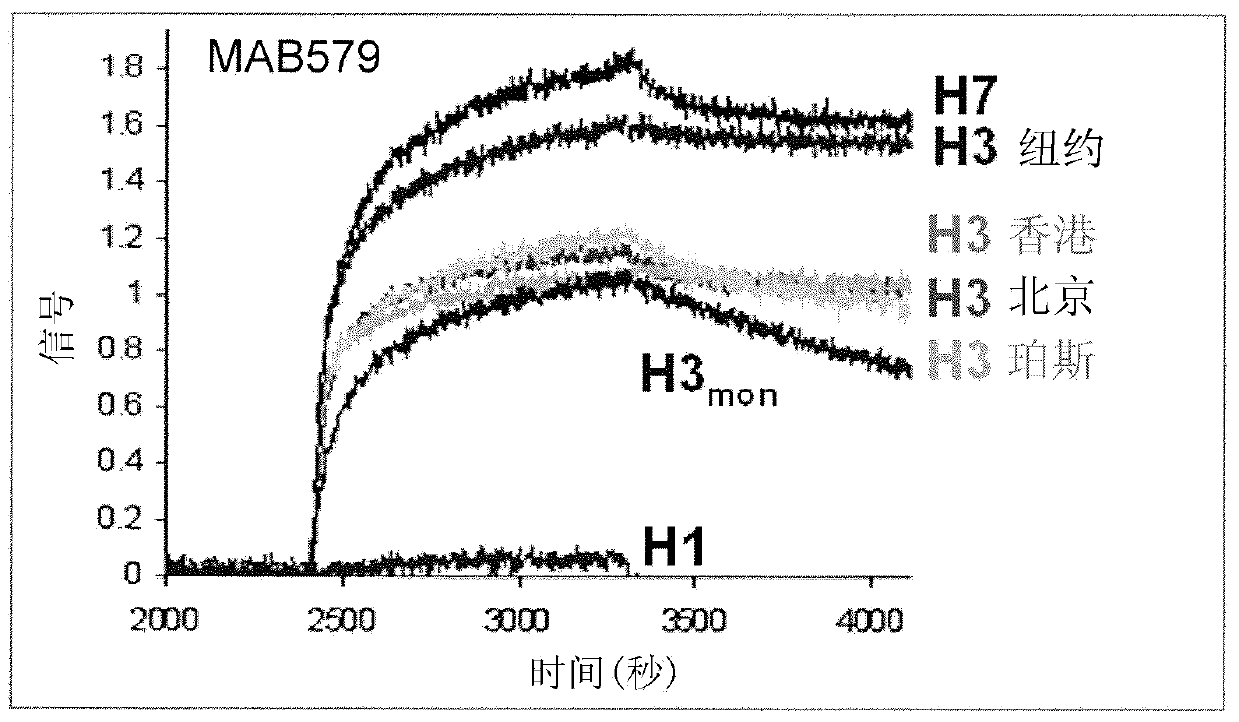 Antibodies useful in passive influenza immunization