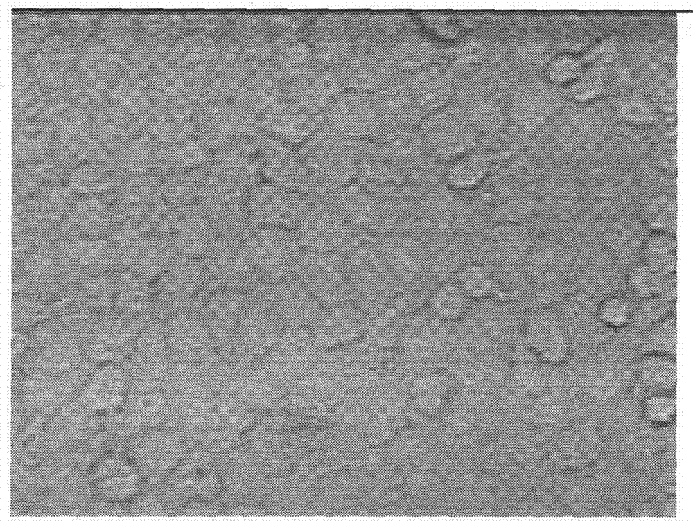 Preparation method and application of proanthocyanidin derivative