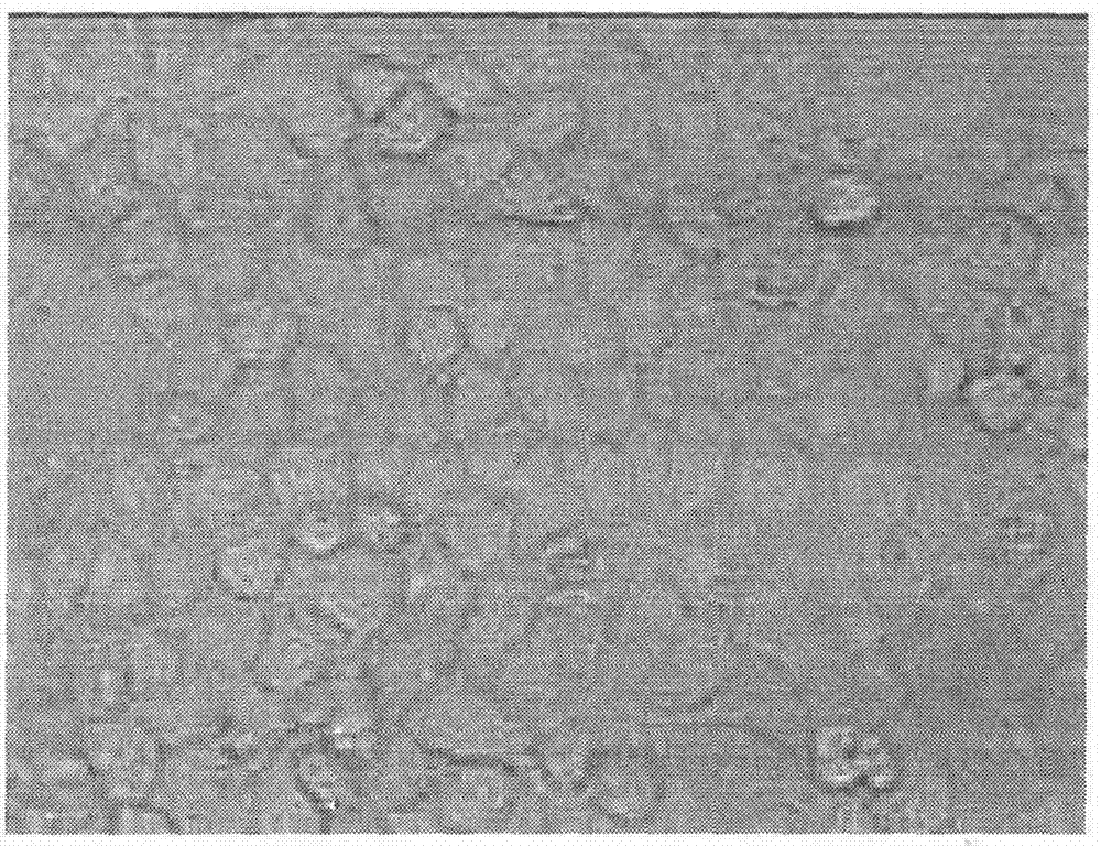 Preparation method and application of proanthocyanidin derivative