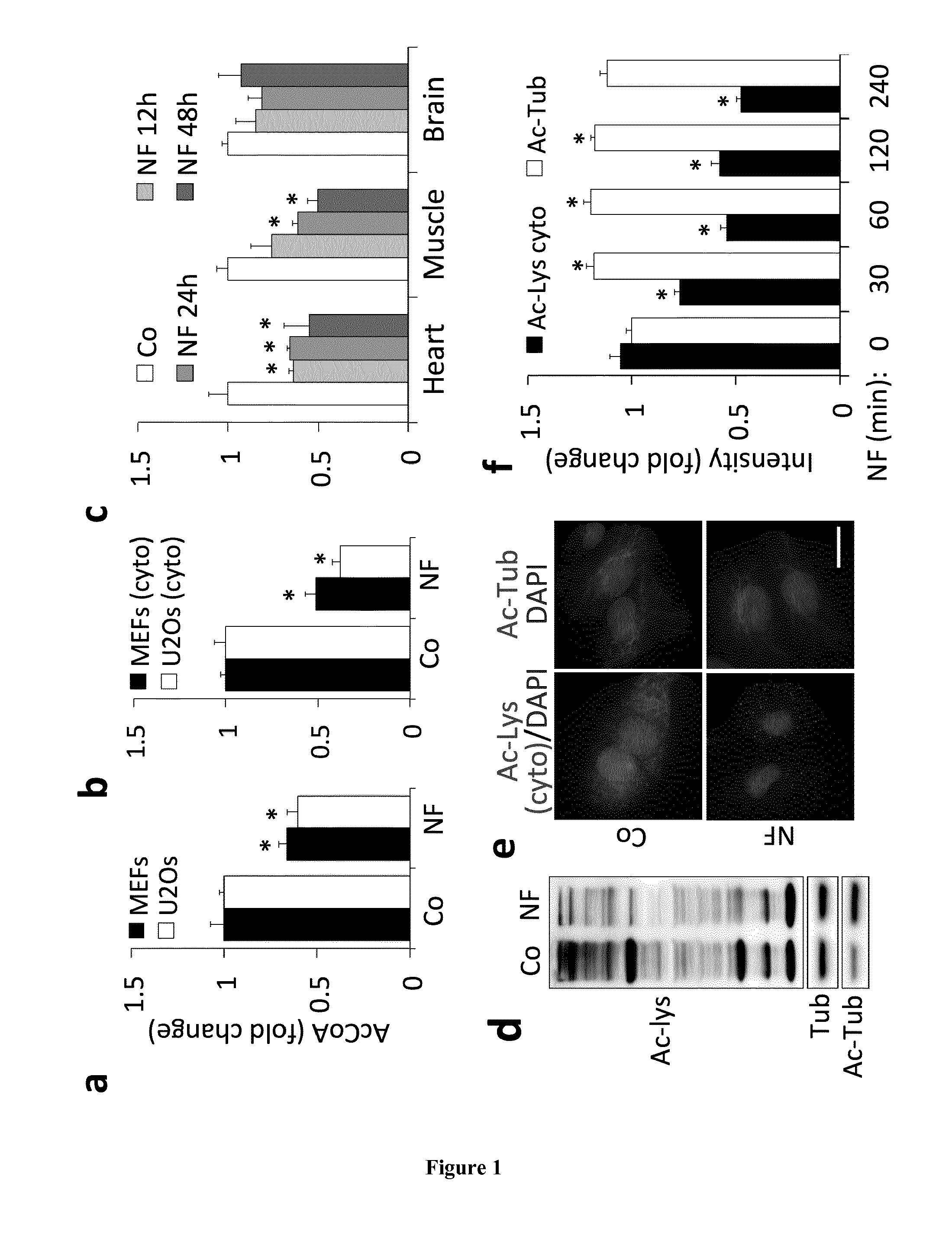 Methods and pharmaceutical compositions for modulating autophagy in a subject in need thereof