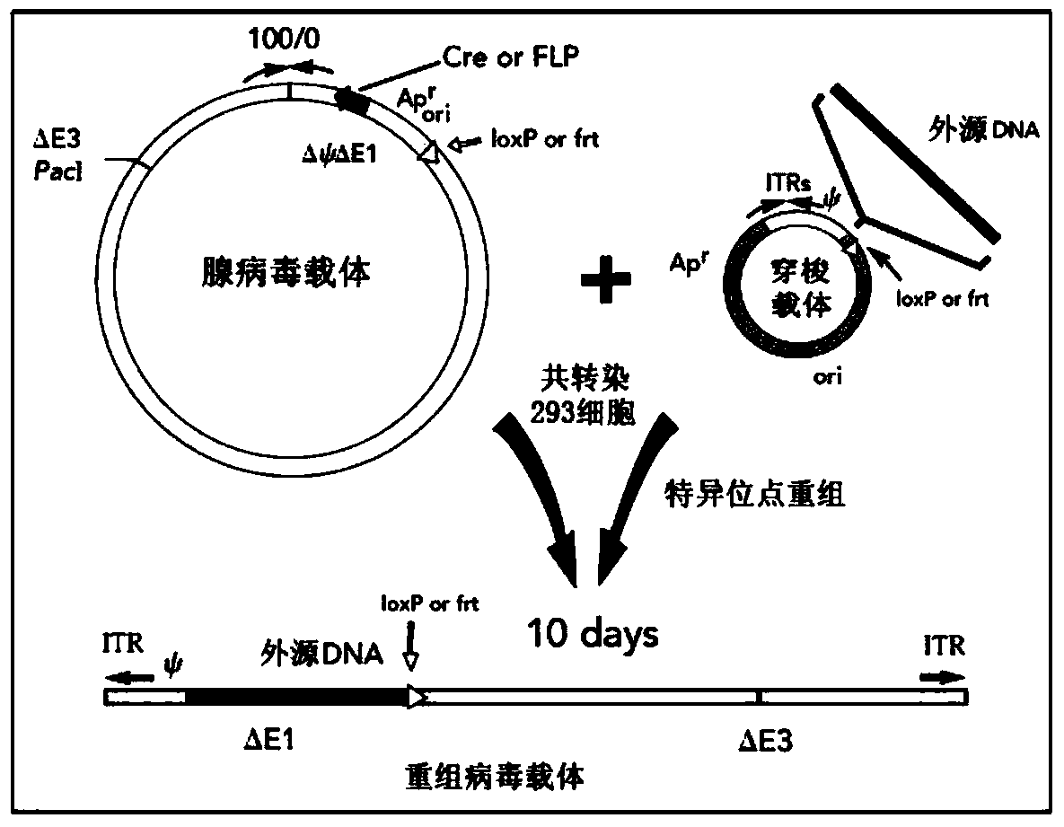 Tumor DNA Vaccine and Viral Vector Vaccine Targeting Fibroblast Activation Protein α