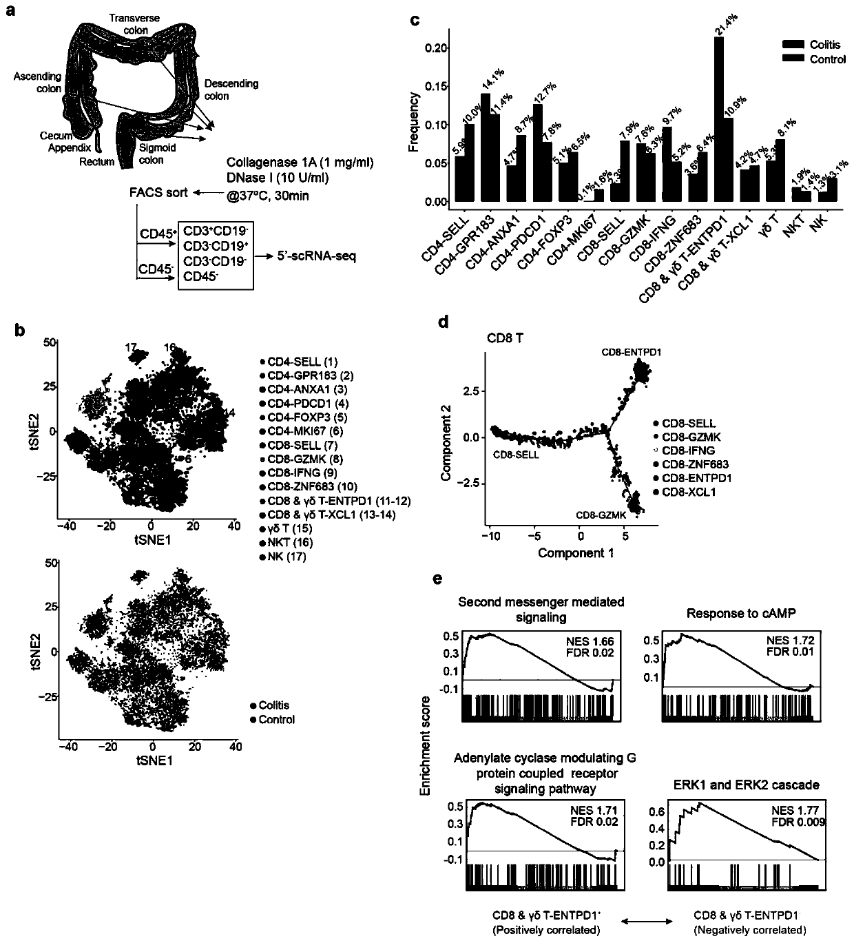 Immunologic mechanism and treatment drug for gastrointestinal diseases