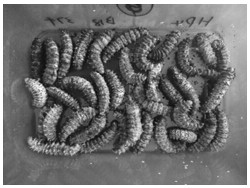 A method for cultivating Cordyceps militaris by inoculating 5th instar larvae of castor silkworm