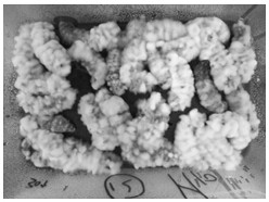 A method for cultivating Cordyceps militaris by inoculating 5th instar larvae of castor silkworm