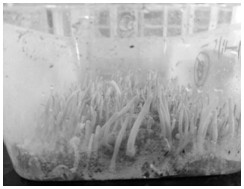 A method for cultivating Cordyceps militaris by inoculating 5th instar larvae of castor silkworm