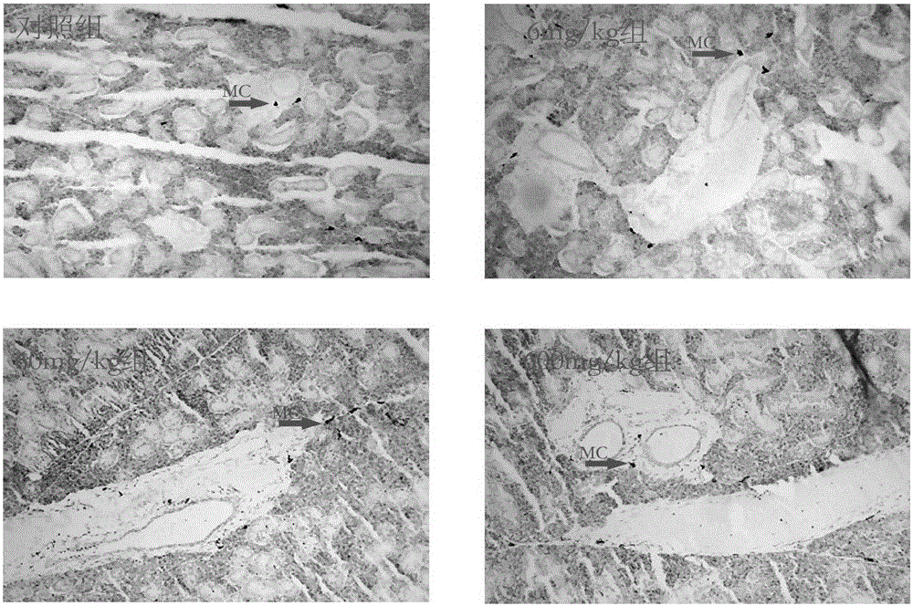 Method for extracting chondroitin sulfate from sturgeon bones, chondroitin sulfate extracted through method, and application of chondroitin sulfate