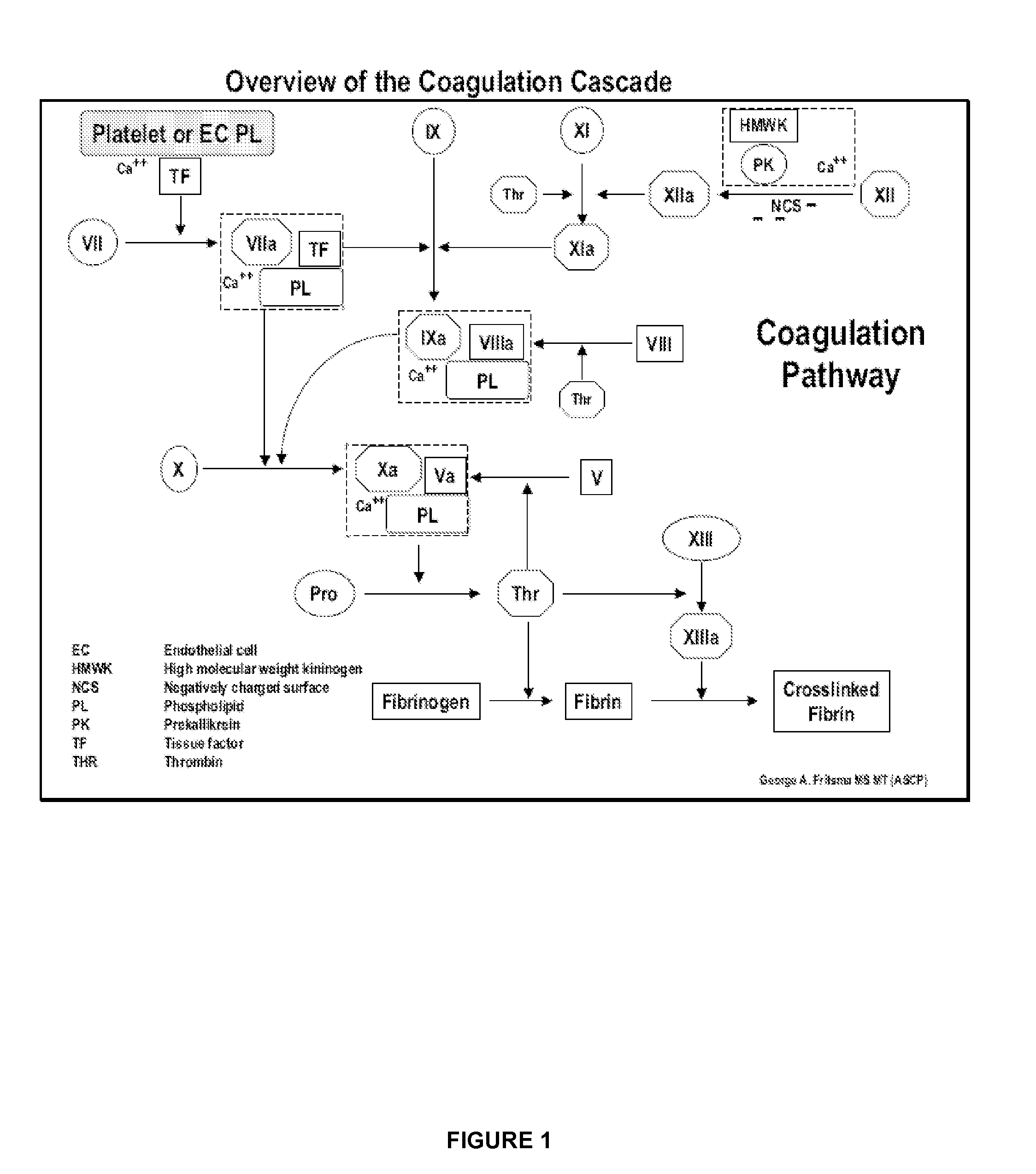 Comprehensive modeling of the highly networked coagulation-fibrinolysis-inflammatory-immune system