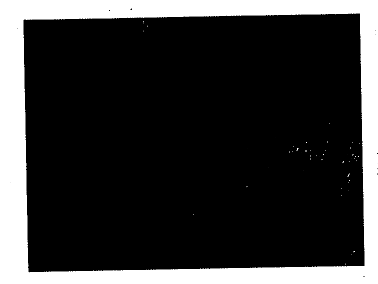 Nanoparticles containing water-soluble non-peptide low-molecular weight drug