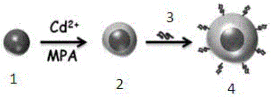 Quantum dot for fluorescent lifetime codes and fluorescent lifetime coding method thereof