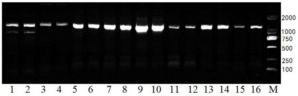 Specific primers for amplifying the mitochondrial coi gene of lepidopteran insects