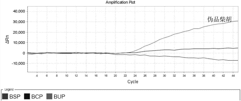 Fluorescent PCR detection primer set, probe composition, kit, detection method for simultaneous identification of bupleurum scorzonerifolium and bupleurum chinense and application