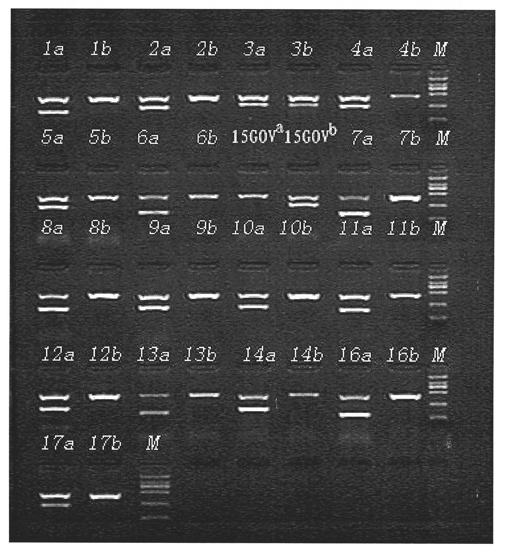 Primer group and kit for detecting human platelet alloantigen gene