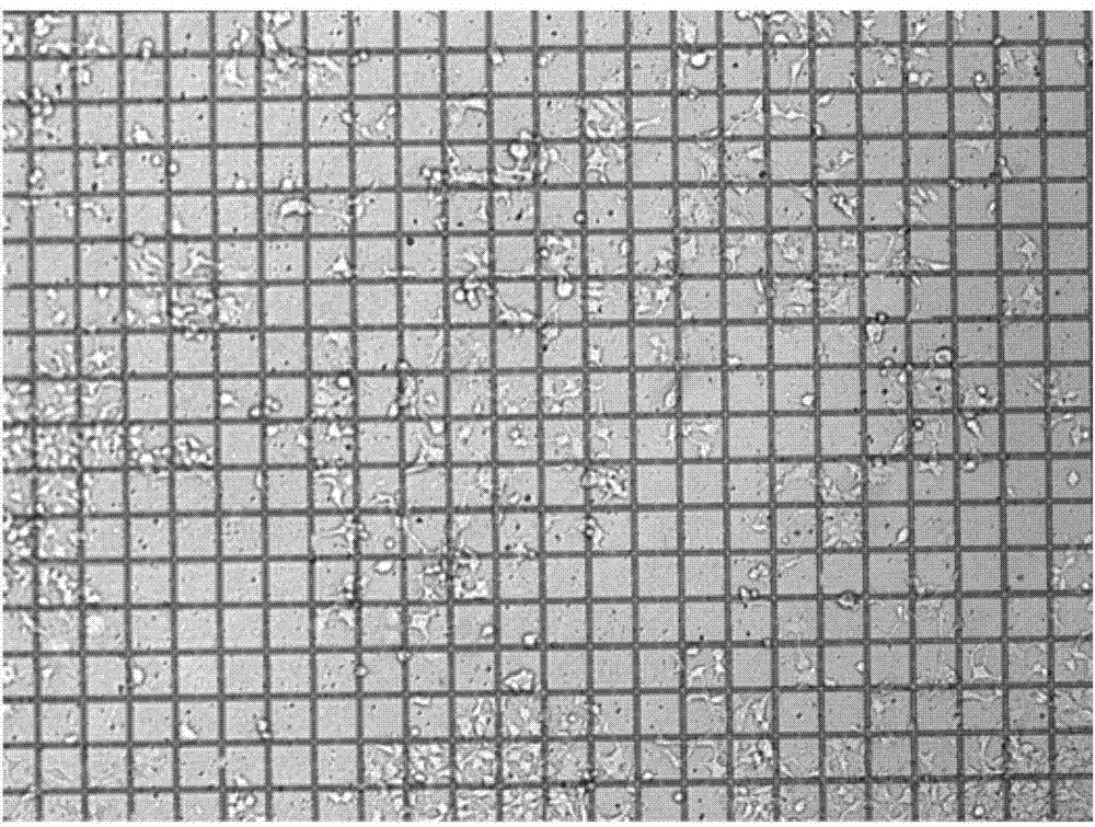 Terahertz metamaterial biosensing chip and testing method thereof