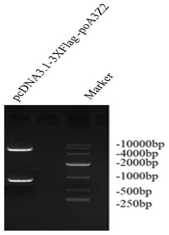 Screening, cultivation method and application of cell line stably expressing porcine host restriction factor a3z2 molecule